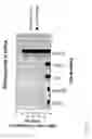 Fig. 32 - siRNA targeting connexin 43