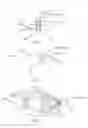 Fig. 05 - Smooth muscle controller for controlling the level of a chemical in the blood stream