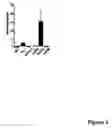 Fig. 05 - Zebrafish models of acute myelogenous leukemia