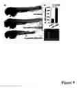 Fig. 06 - Zebrafish models of acute myelogenous leukemia