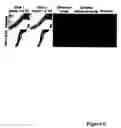 Fig. 07 - Zebrafish models of acute myelogenous leukemia