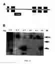 Fig. 04 - Method for generating overexpression of alleles in genes of unknown function