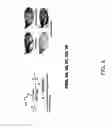 Fig. 06 - Method for generating overexpression of alleles in genes of unknown function