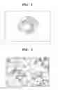 Fig. 02 - Rat embryonic stem cell
