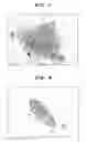 Fig. 06 - Rat embryonic stem cell