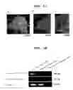 Fig. 08 - Rat embryonic stem cell