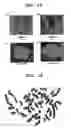 Fig. 10 - Rat embryonic stem cell