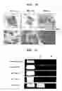 Fig. 13 - Rat embryonic stem cell