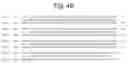 Fig. 14 - CLONING, CHARACTERIZATION, AND APPLICATION OF TNFRSF19 IN NEUROLOGICAL DISORDERS