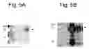 Fig. 15 - CLONING, CHARACTERIZATION, AND APPLICATION OF TNFRSF19 IN NEUROLOGICAL DISORDERS