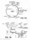 Fig. 02 - Knockout mouse for the tumor suppressor gene ANX7