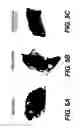 Fig. 05 - Knockout mouse for the tumor suppressor gene ANX7
