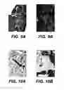 Fig. 09 - Knockout mouse for the tumor suppressor gene ANX7