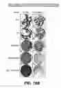 Fig. 16 - Knockout mouse for the tumor suppressor gene ANX7