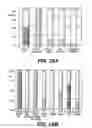 Fig. 33 - Knockout mouse for the tumor suppressor gene ANX7