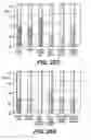 Fig. 34 - Knockout mouse for the tumor suppressor gene ANX7