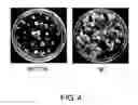 Fig. 05 - Genes that confer regeneration ability to plants, and uses thereof