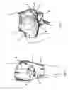 Fig. 02 - Protection for cycling pants