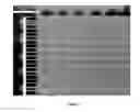 Fig. 12 - Three dimensional dielectrophoretic separator and methods of use