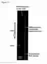 Fig. 30 - Method for continuous particle separation using obstacle arrays asymmetrically aligned to fields