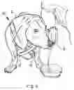 Fig. 05 - Doggy camelback