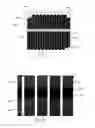 Fig. 06 - Apparatus and method for characterizing an interfacial property of a dispersion
