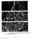 Fig. 32 - Surface-active amines and methods of using same to impede corrosion
