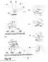 Fig. 20 - Morphological genome for design applications