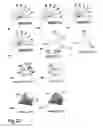 Fig. 22 - Morphological genome for design applications