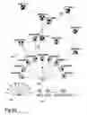 Fig. 24 - Morphological genome for design applications