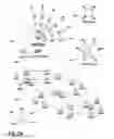 Fig. 30 - Morphological genome for design applications