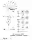 Fig. 32 - Morphological genome for design applications