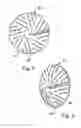 Fig. 07 - Mapping retinal function using corneal electrode array