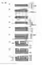 Fig. 34 - Material for substrate mounting optical circuit-electrical circuit mixedly and substrate mounting optical circuit-electrical circuit mixedly