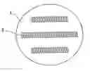 Fig. 01 - Method for Preparing Polymeric Optical Waveguide Device