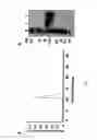 Fig. 05 - Mutated anti-cd22 antibodies and immunoconjugates