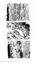 Fig. 11 - Specific binding molecules for scintigraphy, conjugates containing them and therapeutic method for treatment of angiogenesis