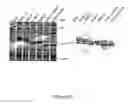 Fig. 46 - Il-11 muteins