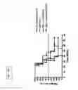 Fig. 33 - Listeria-induced immunorecruitment and activation, and methods of use thereof