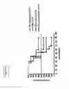 Fig. 34 - Listeria-induced immunorecruitment and activation, and methods of use thereof