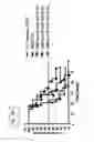 Fig. 37 - Listeria-induced immunorecruitment and activation, and methods of use thereof