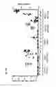 Fig. 50 - Listeria-induced immunorecruitment and activation, and methods of use thereof