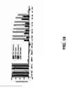 Fig. 20 - Immunomodulation using placental stem cells