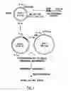 Fig. 02 - Recombinant p53 adenovirus methods and compositions