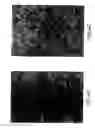 Fig. 08 - Recombinant p53 adenovirus methods and compositions