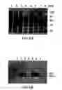 Fig. 09 - Recombinant p53 adenovirus methods and compositions