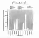 Fig. 07 - FORMULATIONS THAT INHIBIT PROTEIN AGGREGATION
