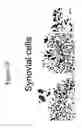 Fig. 30 - Use of A33 antigens and JAM-IT