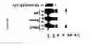 Fig. 53 - Use of A33 antigens and JAM-IT