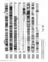 Fig. 60 - Use of A33 antigens and JAM-IT
